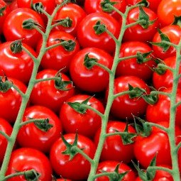 tomate cherry rama