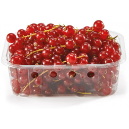 grosella roja bandeja 125