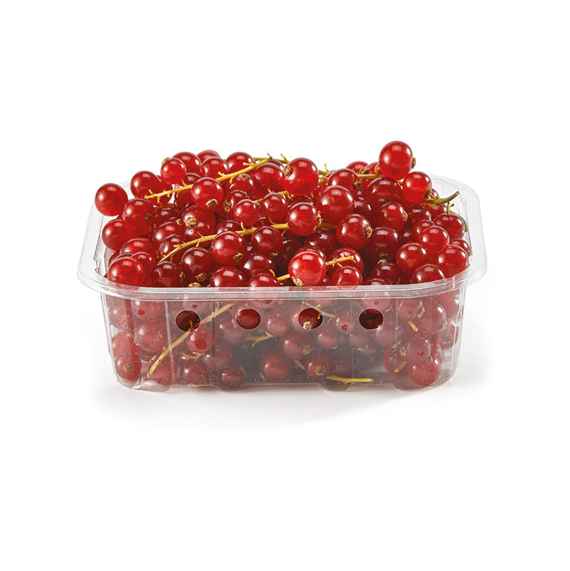 grosella roja bandeja 125