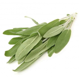salvia fresca