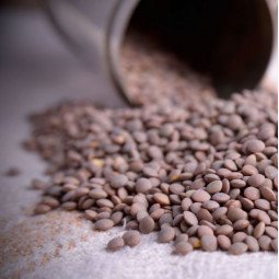 lentejas pardinas ecologicas