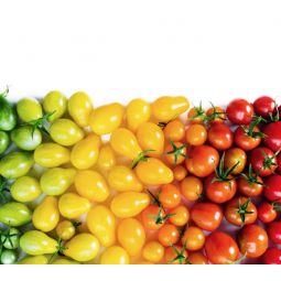 tomate cherry bandeja