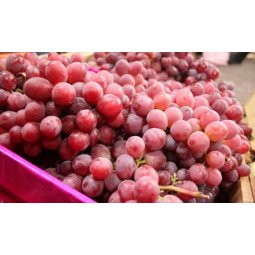 uvas red globe