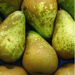 Pera Conferencia Calibre 24 1Kg