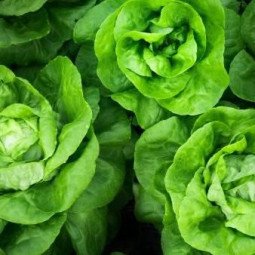 Lechuga Española Bolsa 2 piezas