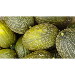 melones piel de sapo