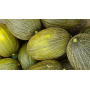 melones piel de sapo