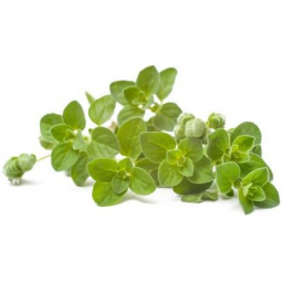 manojo oregano fresco