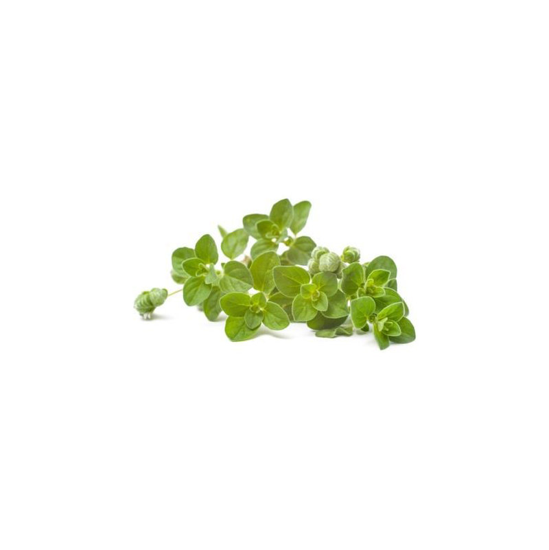 manojo oregano fresco