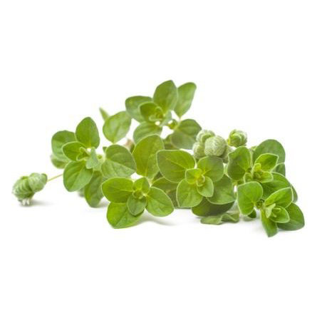 manojo oregano fresco manojo oregano fresco