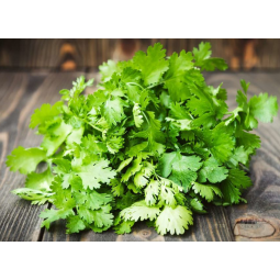 manojo cilantro fresco