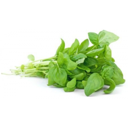 manojo albahaca fresca