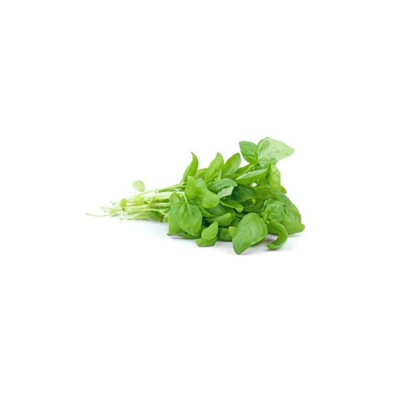 manojo albahaca fresca