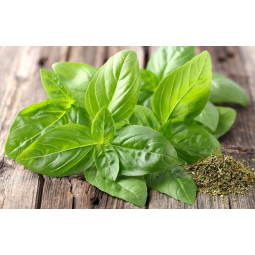 albahaca