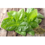 albahaca