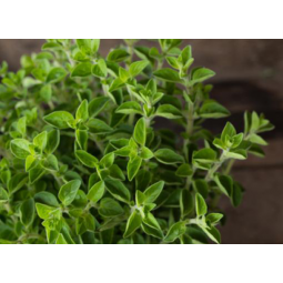 oregano