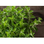 oregano