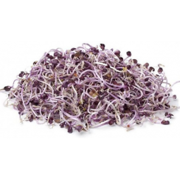 germinado de col lombarda