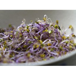 germinados de col lombarda