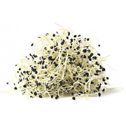 germinado de cebolla