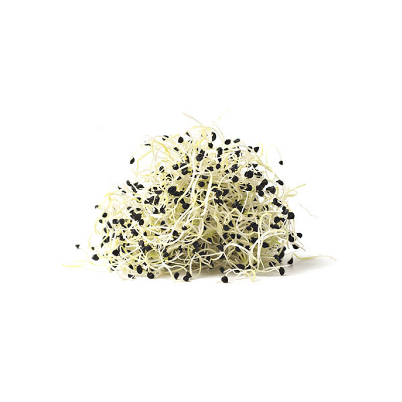germinado de cebolla