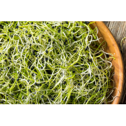 germinados de cebolla