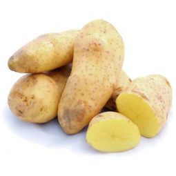 patata nueva