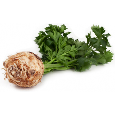 apio nabo o celery apio nabo o celery