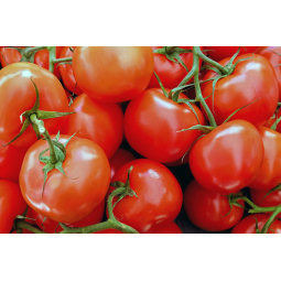 tomates rama