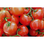 tomates rama