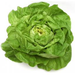 lechuga Trocadero