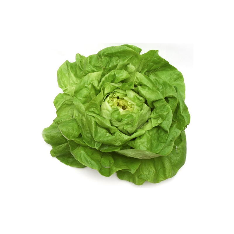 lechuga Trocadero