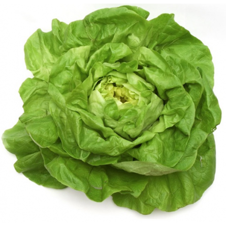 lechuga Trocadero