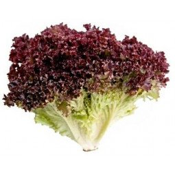 lechuga lollo rosso