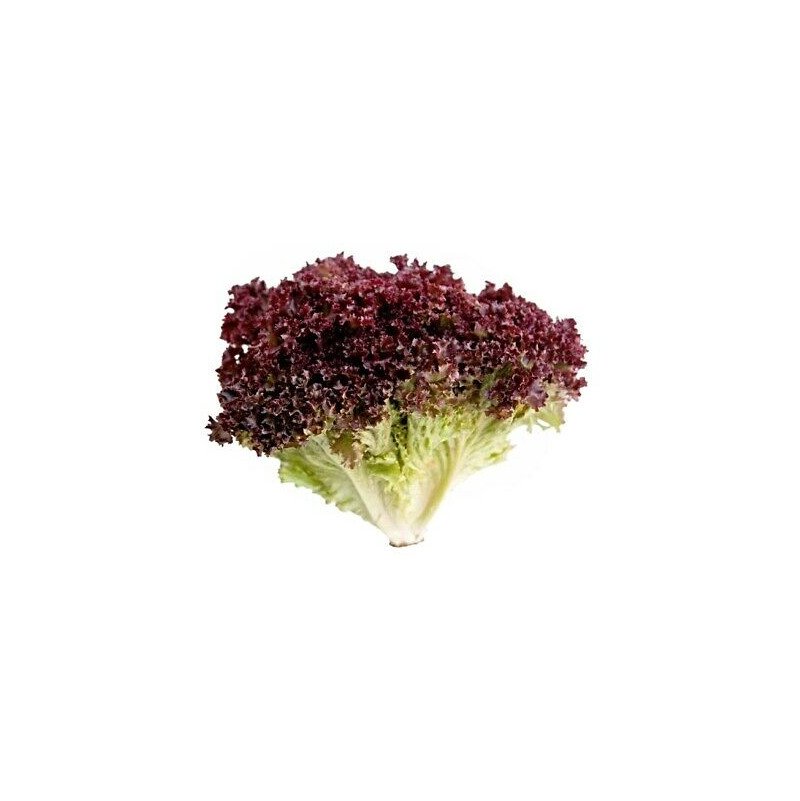 lechuga lollo rosso