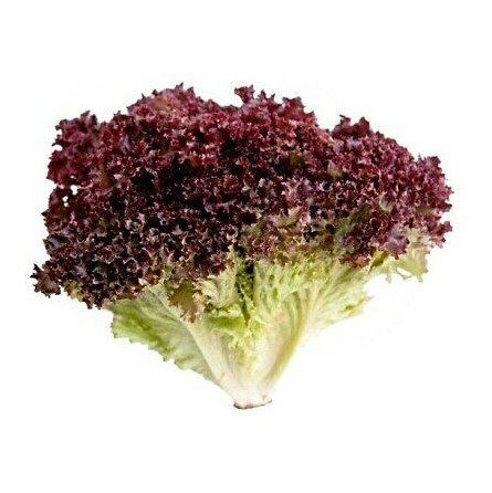 lechuga lollo rosso