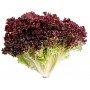 lechuga lollo rosso