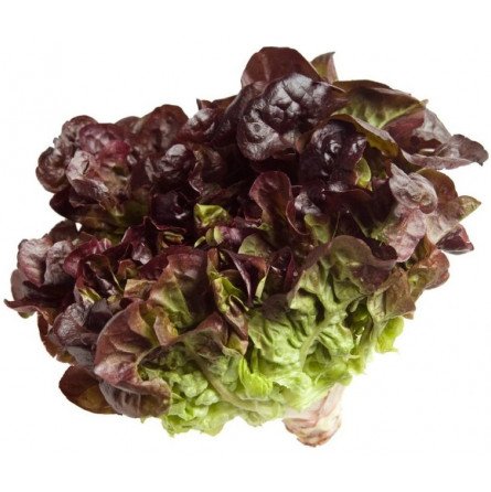 lechuga hoja de roble