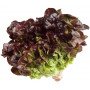 lechuga hoja de roble