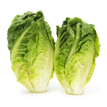 lechuga romana cogollo bandeja de 2 unidades