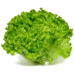 lechuga batavia