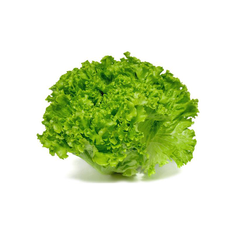 lechuga batavia