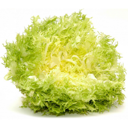 escarola frisse bandeja