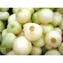 cebollas blancas