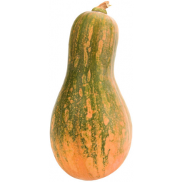 calabaza carruecano