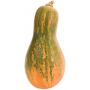 calabaza carruecano