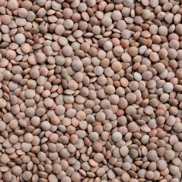 lenteja pardina a granel 1 kg