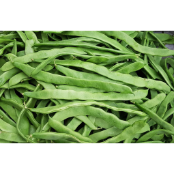 judias verdes planas