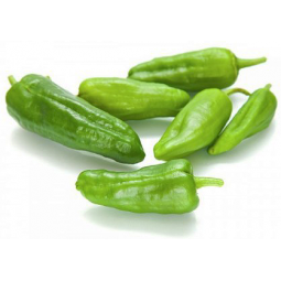 pimiento del padron