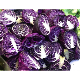 coles lombarda